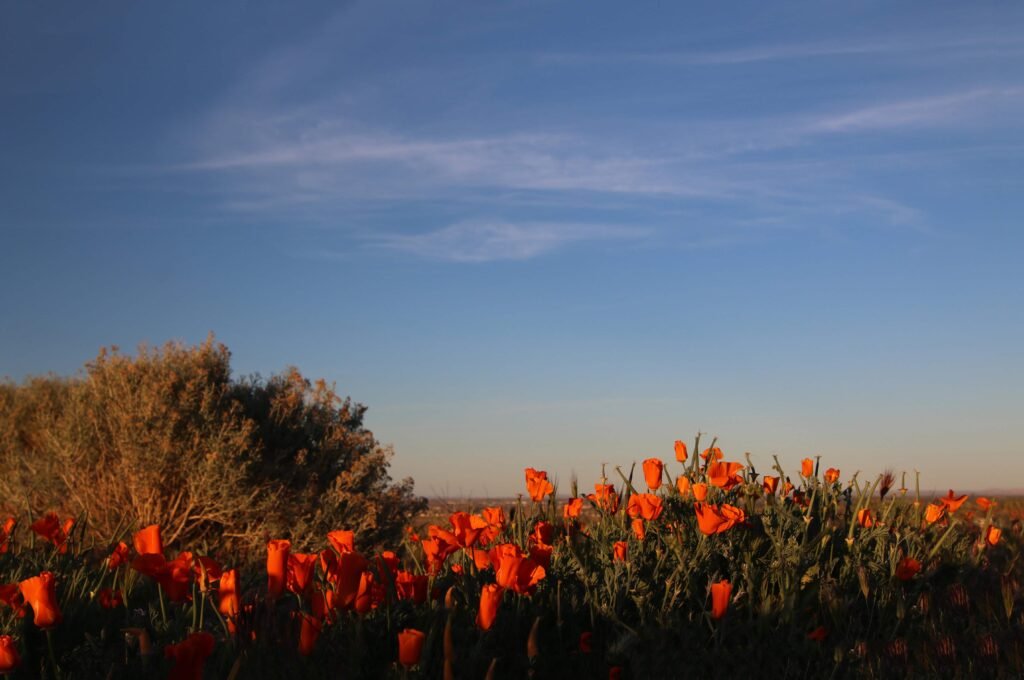 Quartz-Hill-California-CA-26-Michael-Koslow-for-Congress